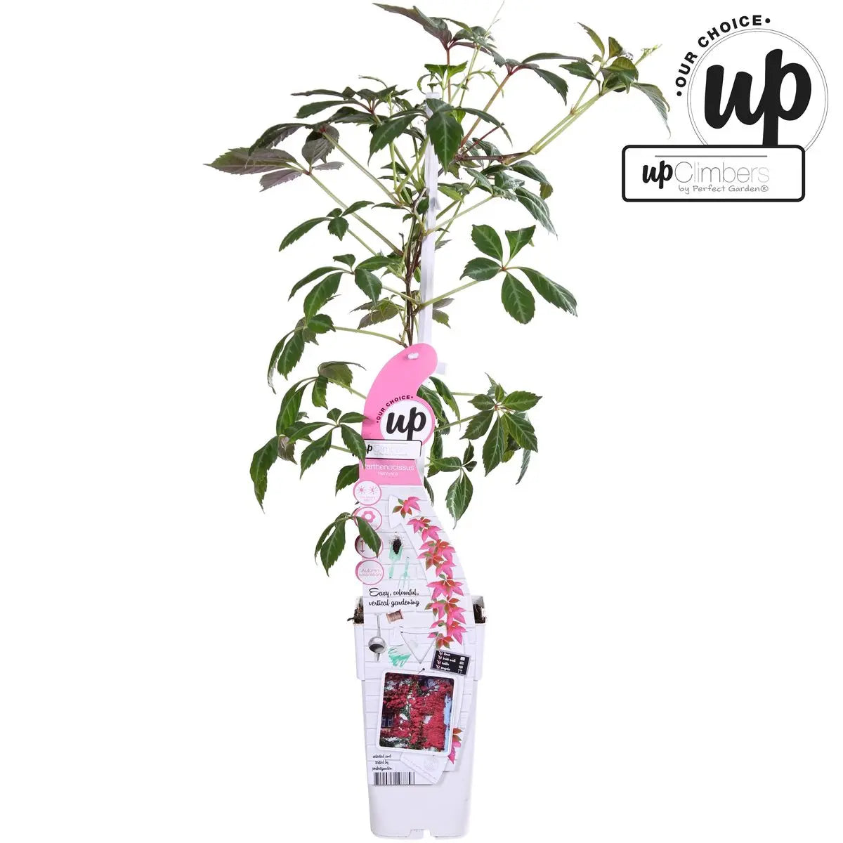 Wilder Wein Parthenocissus Henryana - Chinesische Jungfernrebe - Ø15cm - ↕65 cm - Pille Gartenwelt