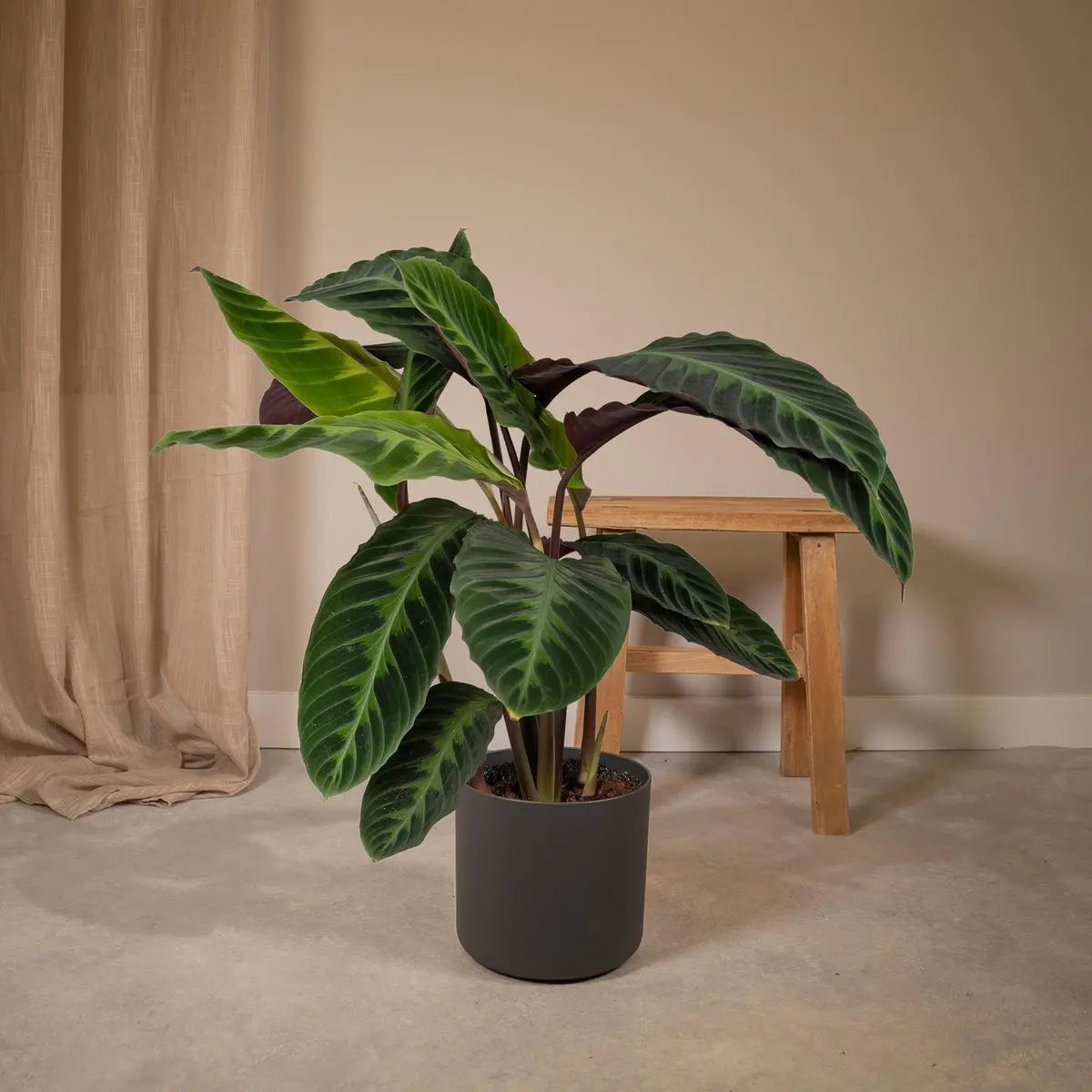 Calathea Warscewiczii - Pfauenpflanze - Ø19cm - ↕70cm MEERgroothandel Planten