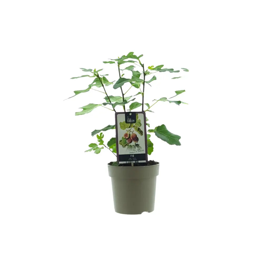 Ficus Feige ‘Précoce de Dalmatie’ (auch „Frühe Dalmatiner“)  Ø15cm - ↕40 cm