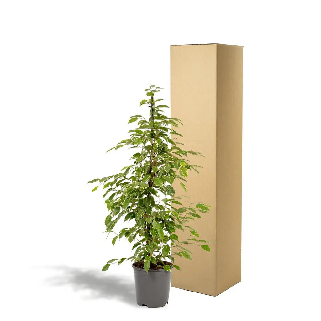 Ficus benjamina Goldenking - Ø21cm - ↕95cm - panachierte Blätter - Pille Gartenwelt