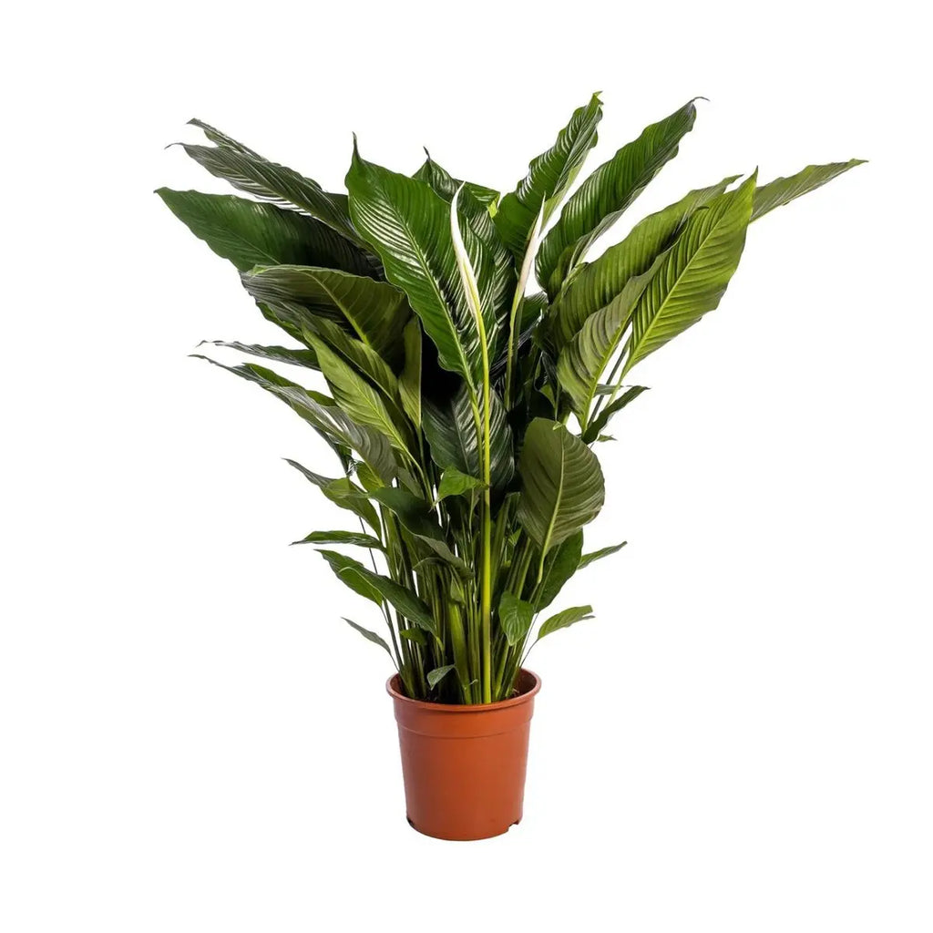 Spathiphyllum 'Sweet Sebastiano' Blanco - 24 cm Durchmesser  - ↕110 cm - Pille Gartenwelt