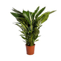 Spathiphyllum 'Sweet Sebastiano' Blanco - 24 cm Durchmesser  - ↕110 cm - Pille Gartenwelt