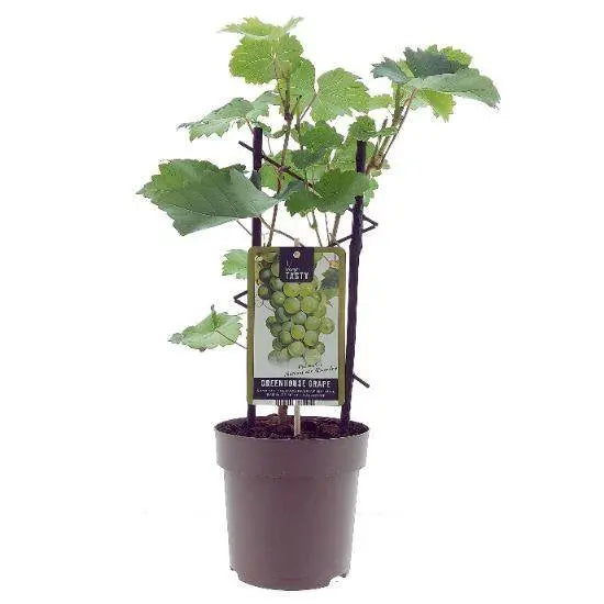 Vitis vinifera ‘Muscat d’Alexandrie’ -ø15cm - ↕40cm