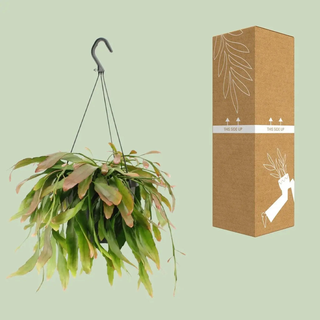 Rhipsalis Red Coral - Ø17cm - ↕25 cm MEERgroothandel Planten