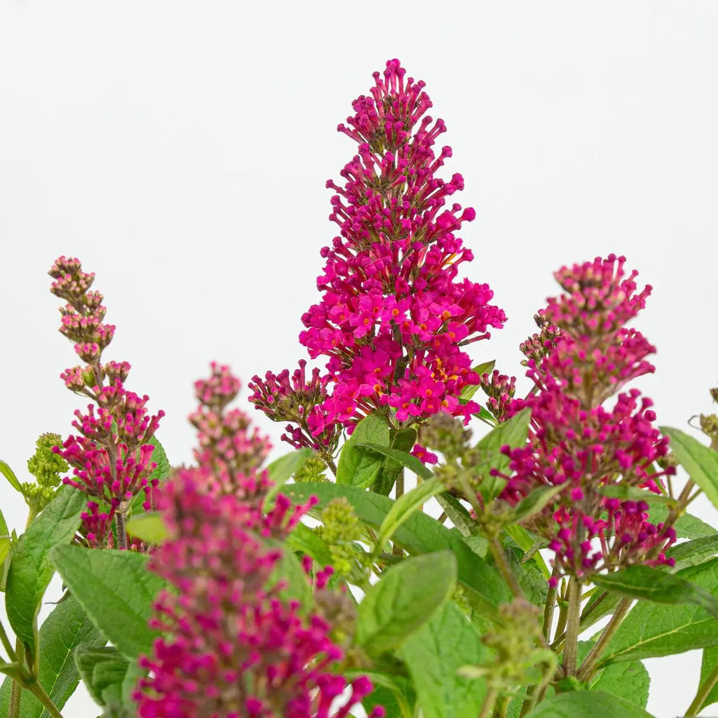 Buddleja Dav. 'Butterfly Candy Little Ruby'® - ↕25 cm - Ø19cm - Pille Gartenwelt