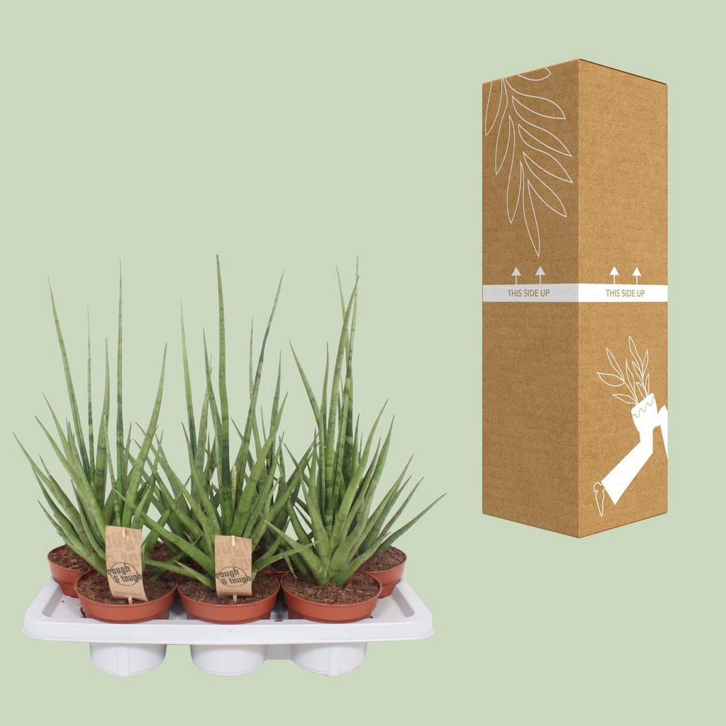 Sansevieria gracilis  | [P14-H55] | grau-grün und pflegeleicht