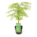 Japanischer Fächerahorn (Fächerahorn ‘Dissectum’) | Acer palmatum ‘Dissectum’ - Pille Gartenwelt