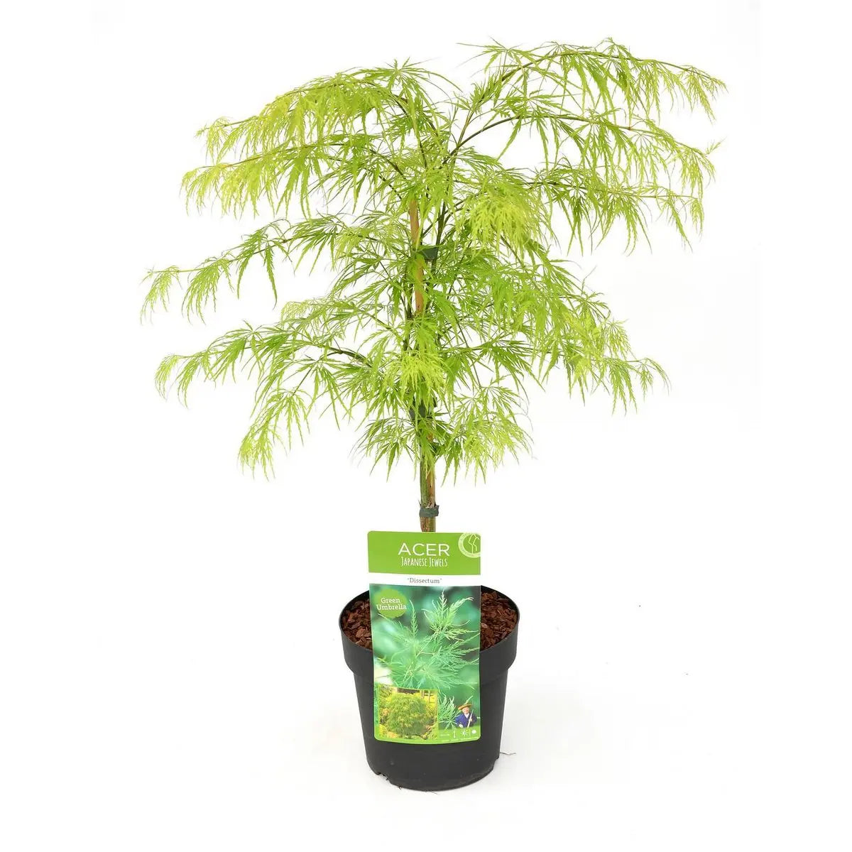 Japanischer Fächerahorn (Fächerahorn ‘Dissectum’) | Acer palmatum ‘Dissectum’ - Pille Gartenwelt