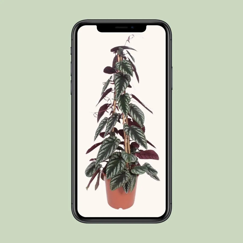 Cissus discolor Piramid – P24, ca. 100 cm – dekorative Kletterpflanze - Pille Gartenwelt