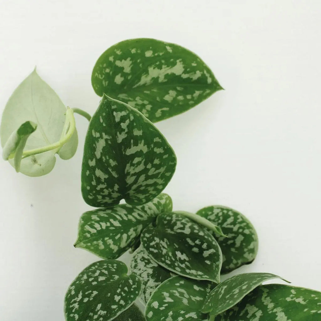 Scindapsus Pictus - 4 Stück - ø12cm - ↕15cm MEERgroothandel Planten