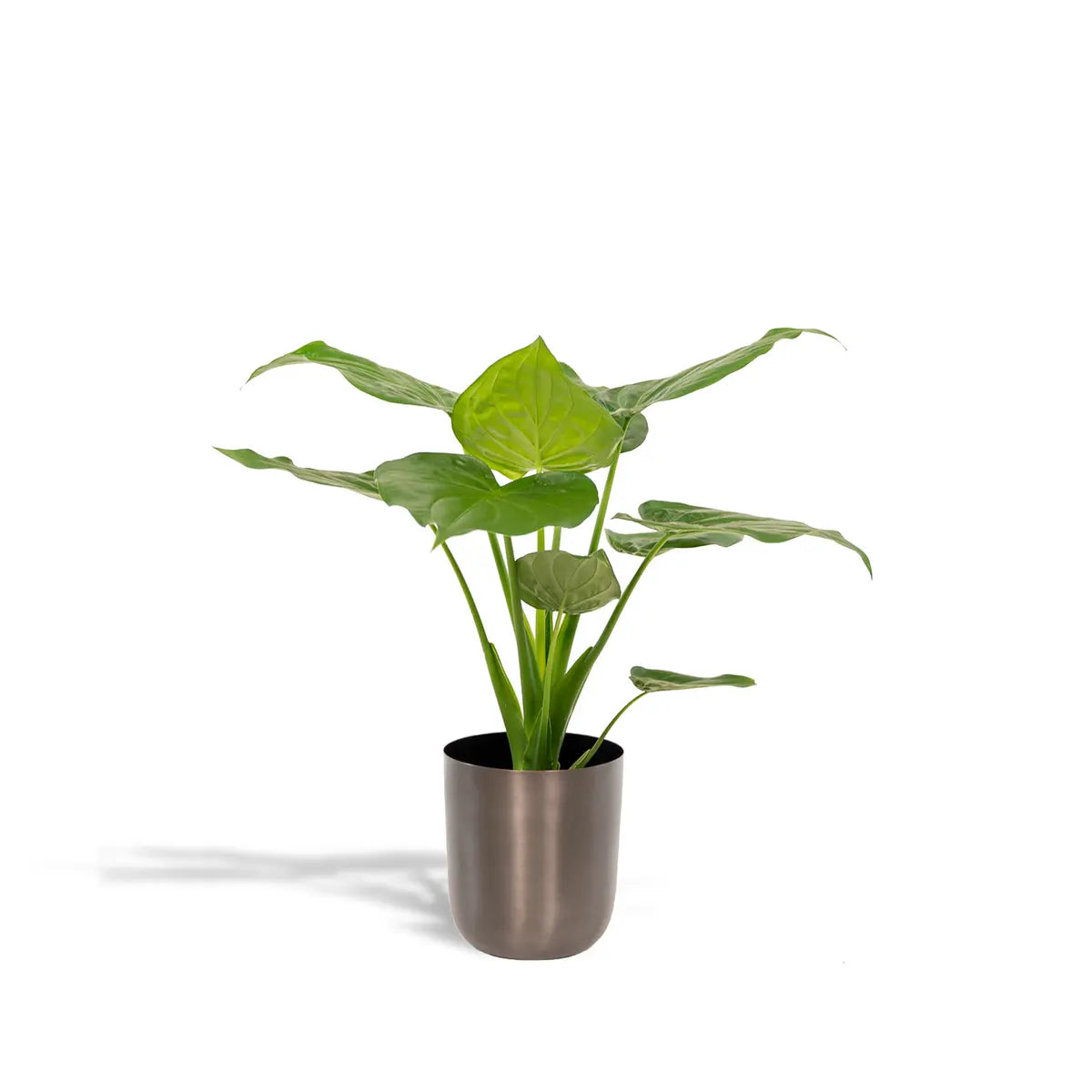 Alocasia cucullata - Ø19cm - ↕65cm + Pot Mayk Lead MEERgroothandel Planten