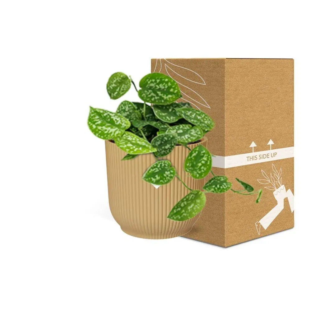 Scindapsus gemalt 'Argyraeus' in Elho -Vibes Falten Sie 14 cm Geel MEERgroothandel Planten