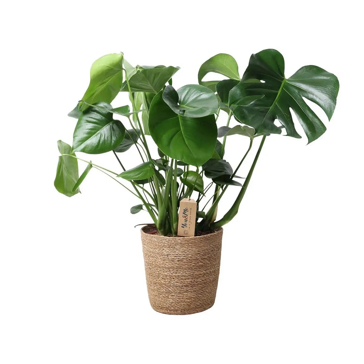 Monstera im natürlichen Korb - Ø21 cm - ↕60 cm