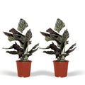 2x Calathea ornatata - Pauwenplant - 50 cm - Ø14 MEERgroothandel Planten