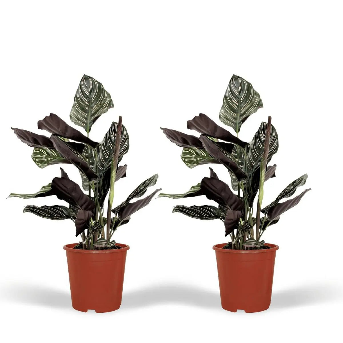 2x Calathea ornatata - Pauwenplant - 50 cm - Ø14 MEERgroothandel Planten