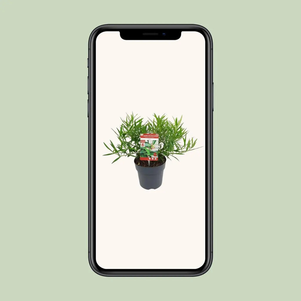 Sarcococca saligna – Immergrüne Fleischbeere, 30 cm, Topf 17 cm - Pille Gartenwelt