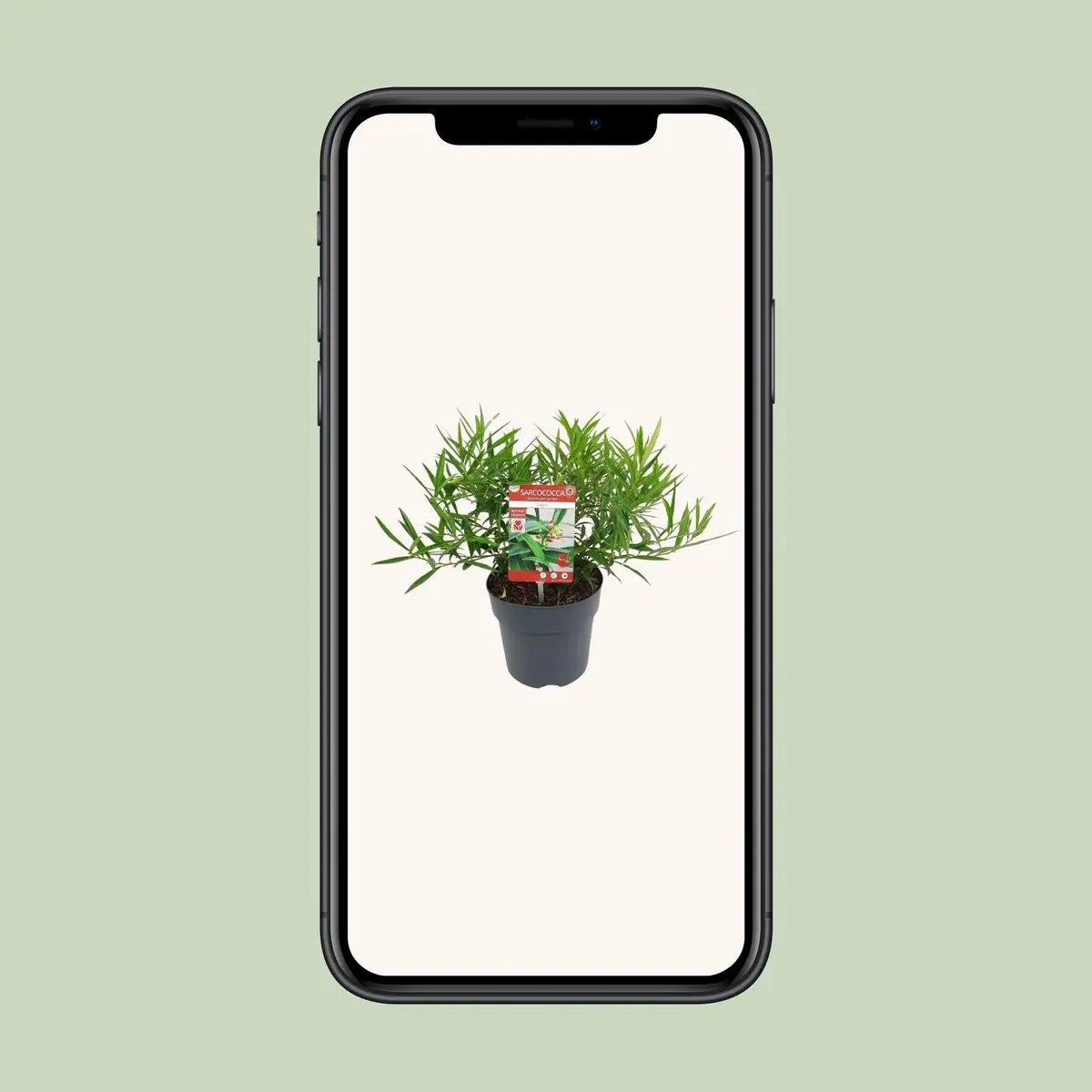Sarcococca saligna – Immergrüne Fleischbeere, 30 cm, Topf 17 cm - Pille Gartenwelt