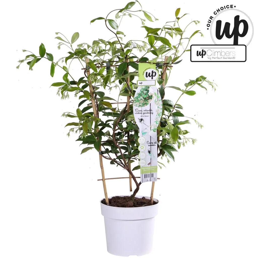Trachelospermum ‘Star of Venice’ Sternjasmin | duftend | immergrün | 15 cm Durchmesser 65 cm hoch - Pille Gartenwelt