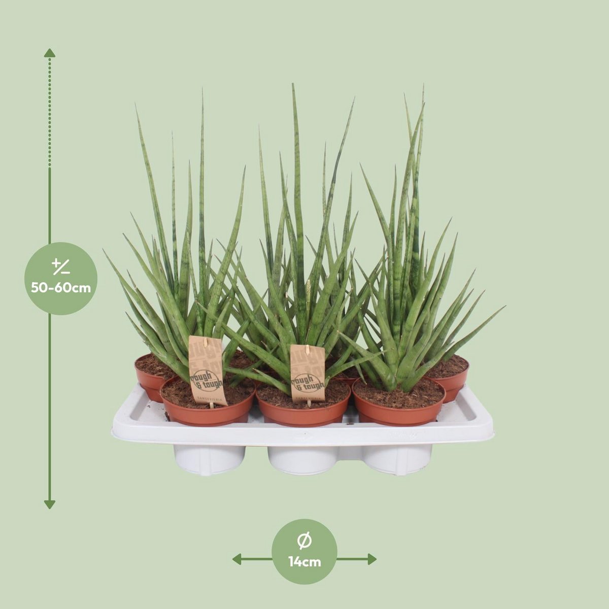 Sansevieria gracilis  | [P14-H55] | grau-grün und pflegeleicht