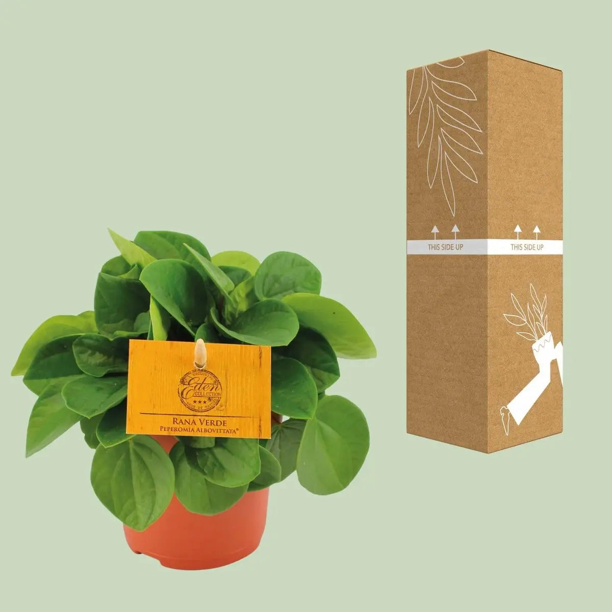 Peperomia Babaria Rane Verde - Ø11cm - ↕15cm