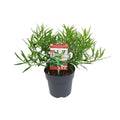 Sarcococca saligna – Immergrüne Fleischbeere, 30 cm, Topf 17 cm - Pille Gartenwelt