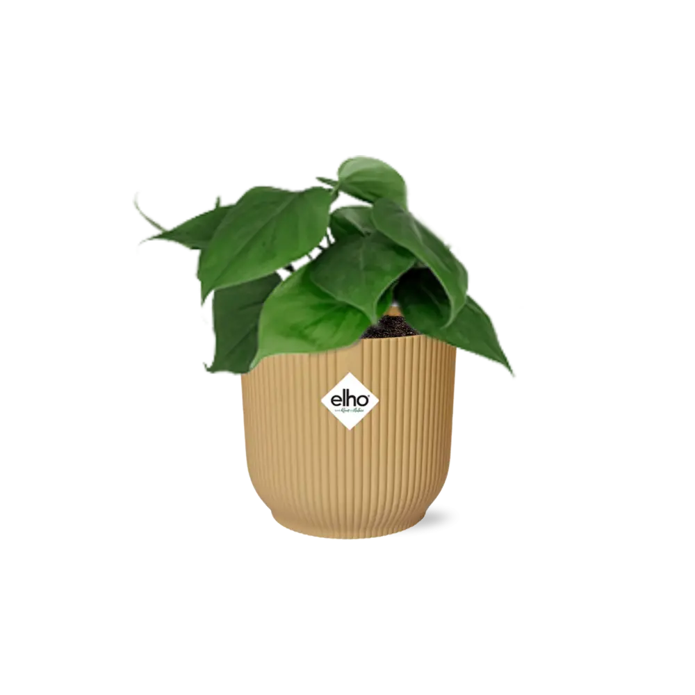 Philodendron -Klettern in Elho Vibes Fold 14 cm Geel MEERgroothandel Planten