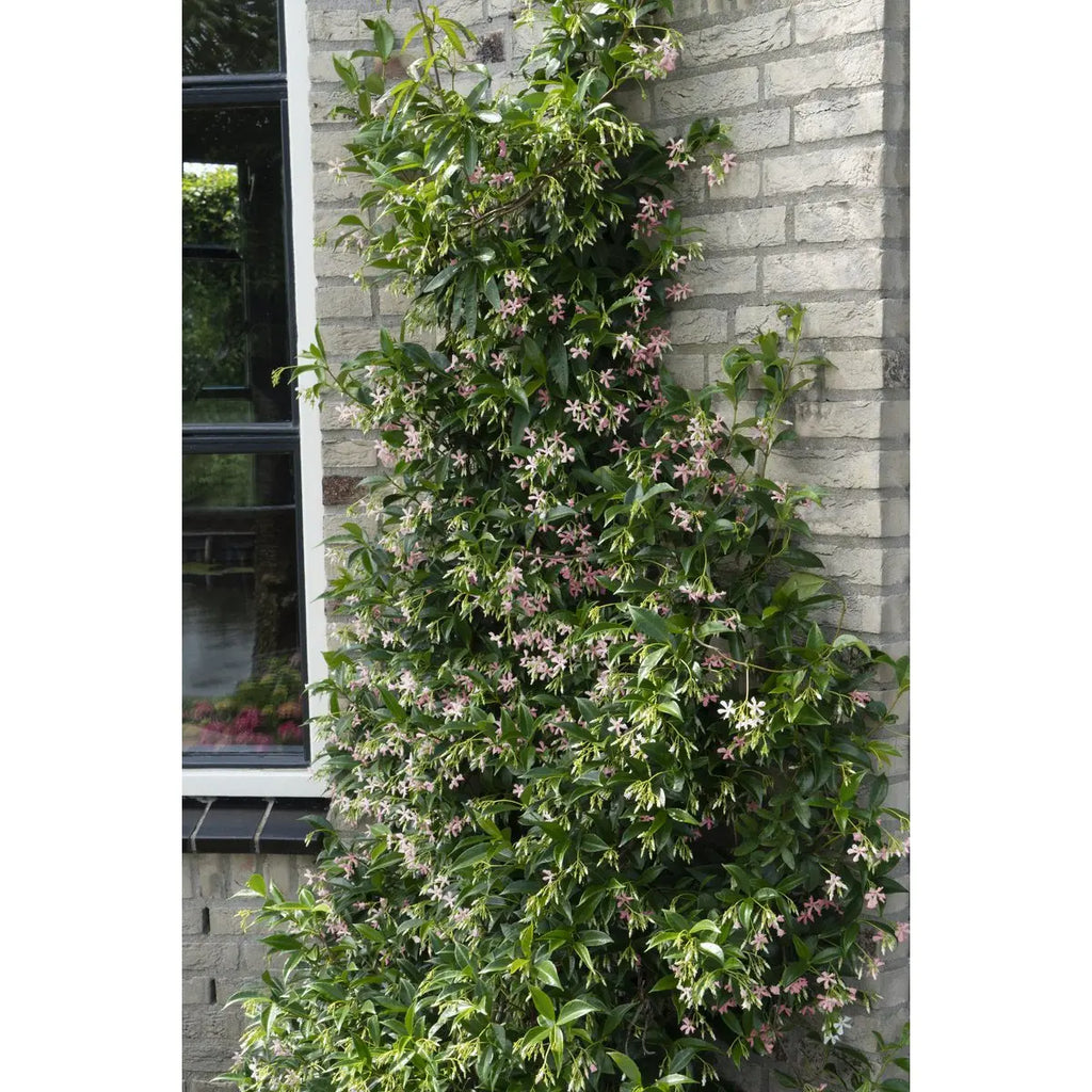 Sternjasmin Trachelospermum 'Star von Ibiza' - Toskaner Jasmin - Ø15cm - ↕65 cm