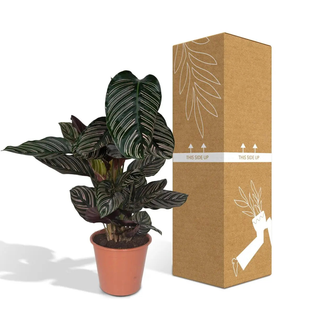 Calathea Ornata - Ø19cm - ↕75cm MEERgroothandel Planten