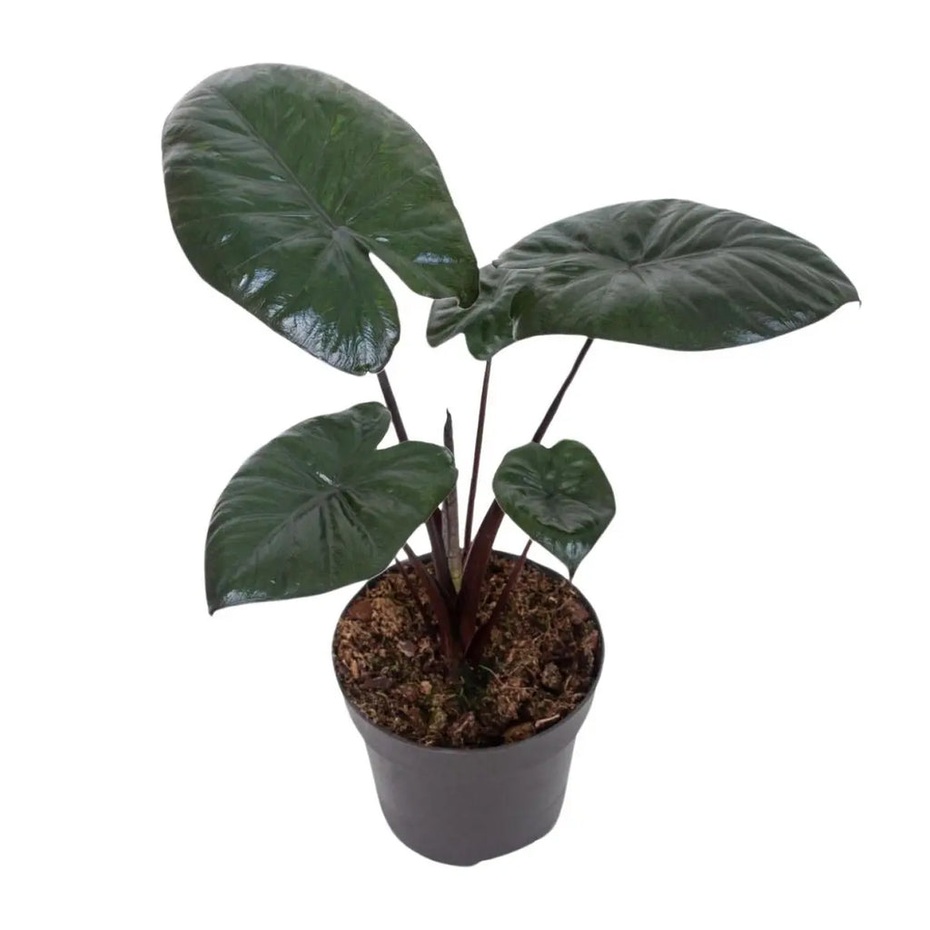 Alocasia Chocolate Green [P12-H27] | Exotisches Blattwerk