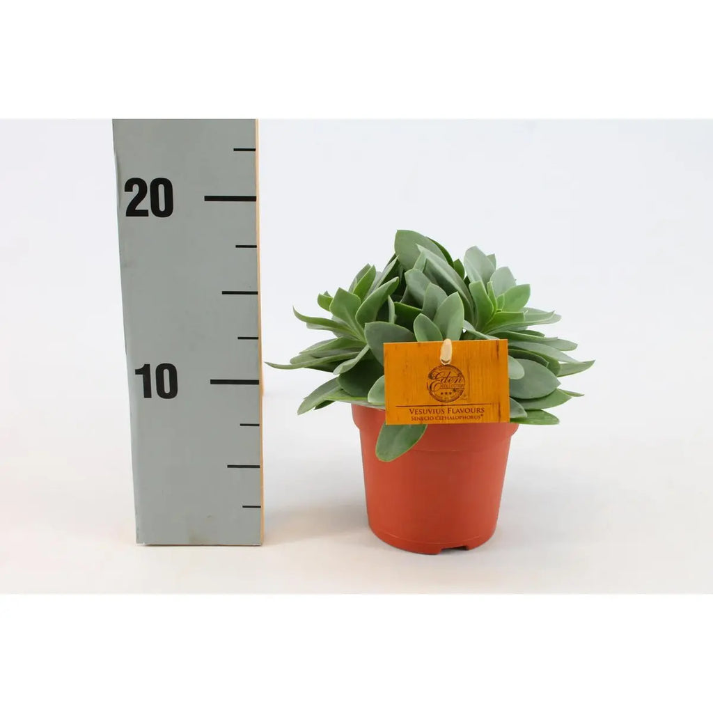 Senecio cephalophorus - Ø10,5 cm - ↕15 cm