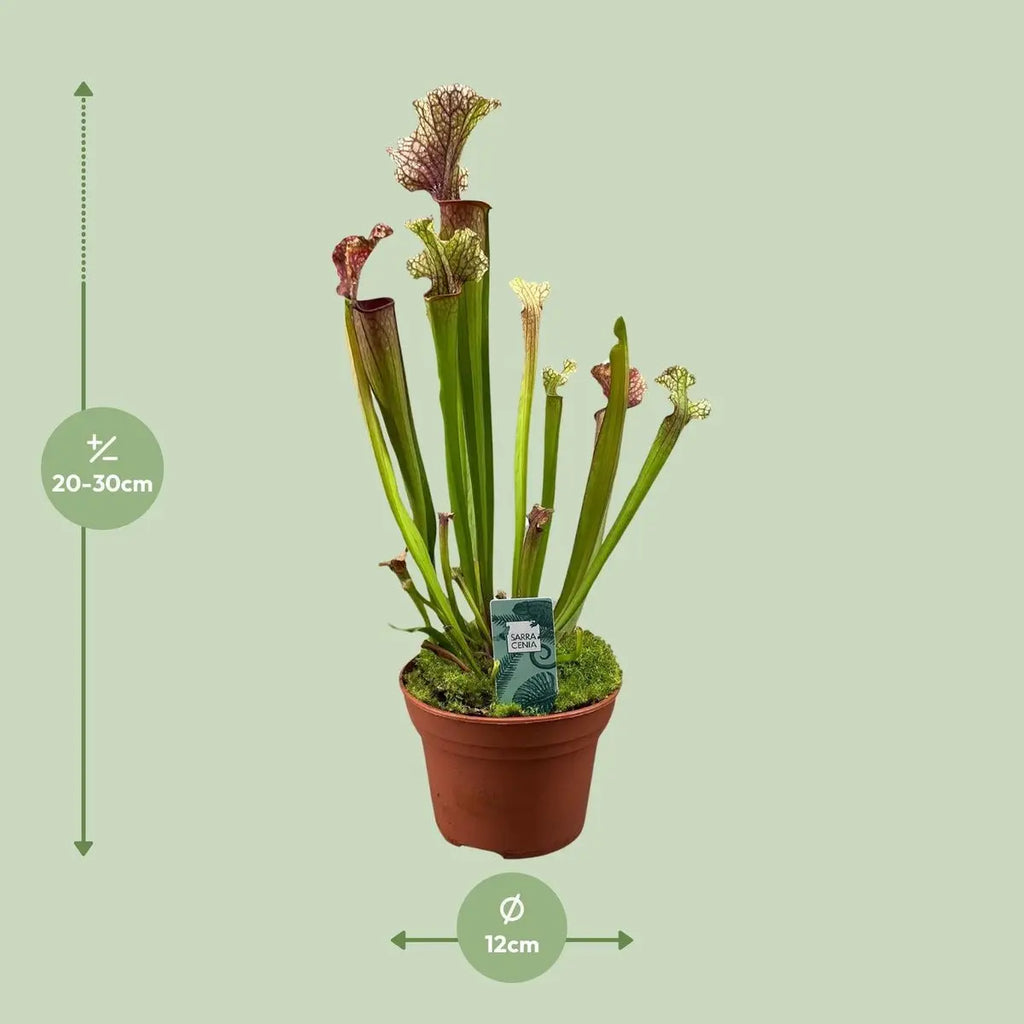 Sarracenia Judith Hindle - Ø12cm - ↕30 cm