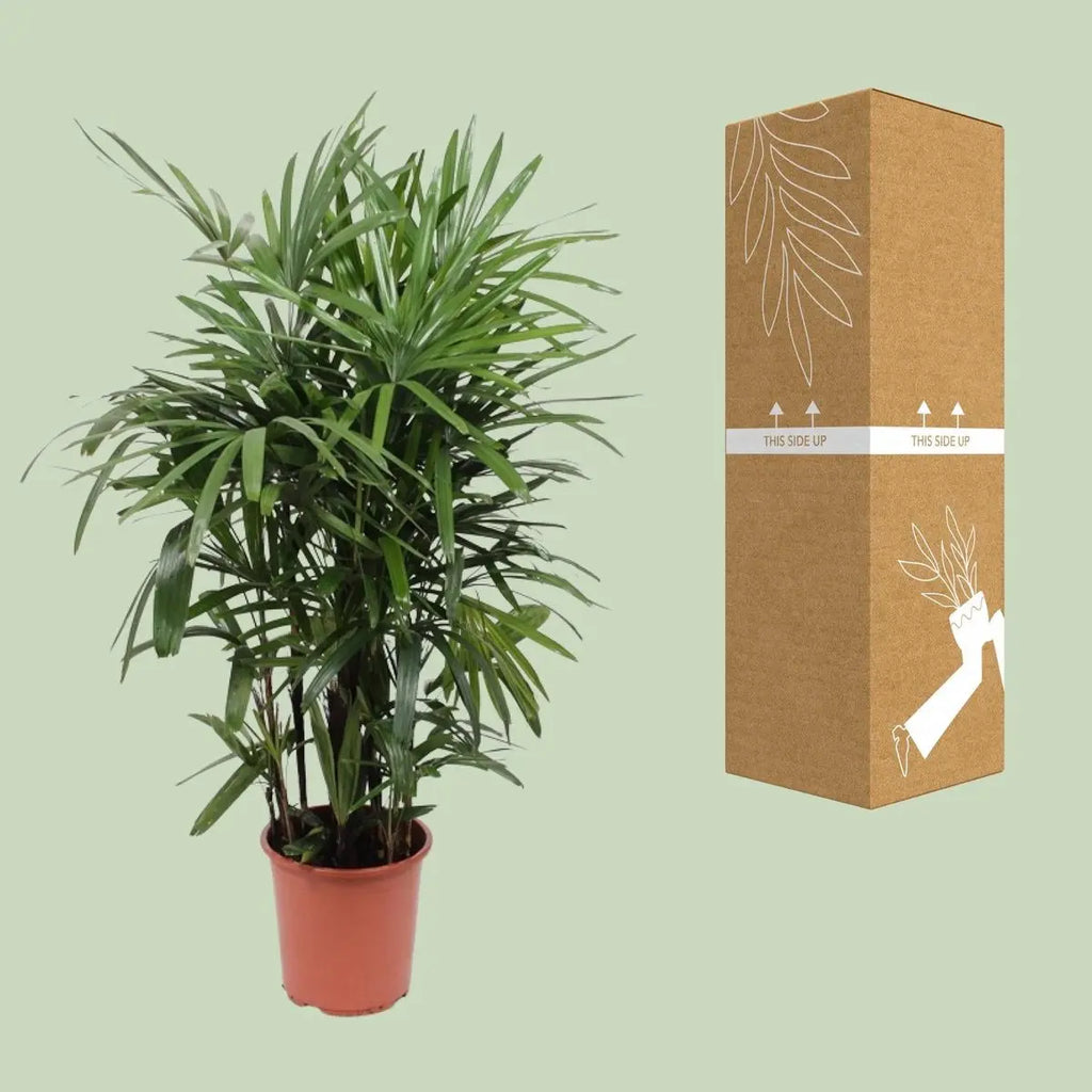 Rhapis Excelsa - Ø27cm - ↕120cm MEERgroothandel Planten