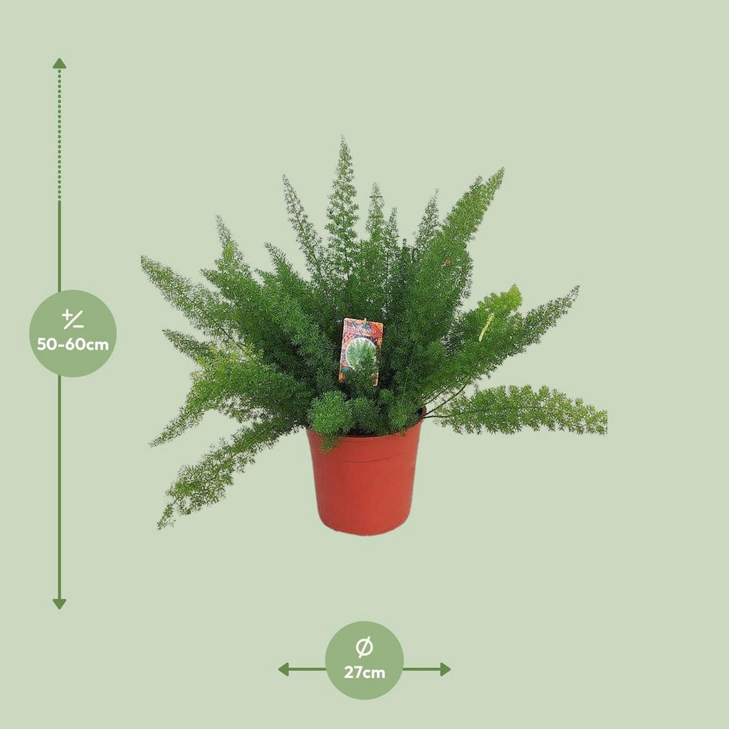 Zierspargel D. Meyers (Asparagus) – Ø27 cm, ca. 60 cm, filigranes Grün