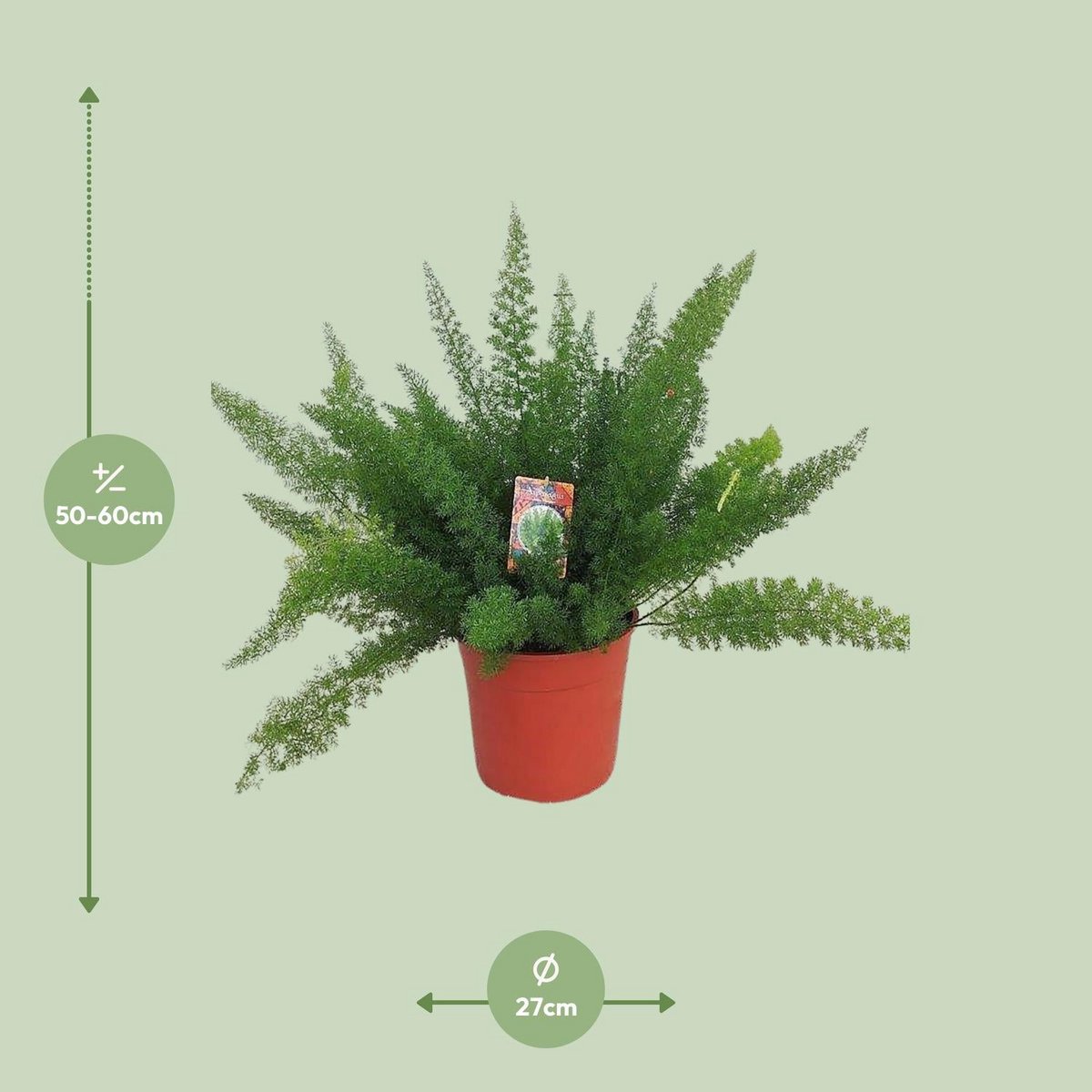 Zierspargel D. Meyers (Asparagus) – Ø27 cm, ca. 60 cm, filigranes Grün