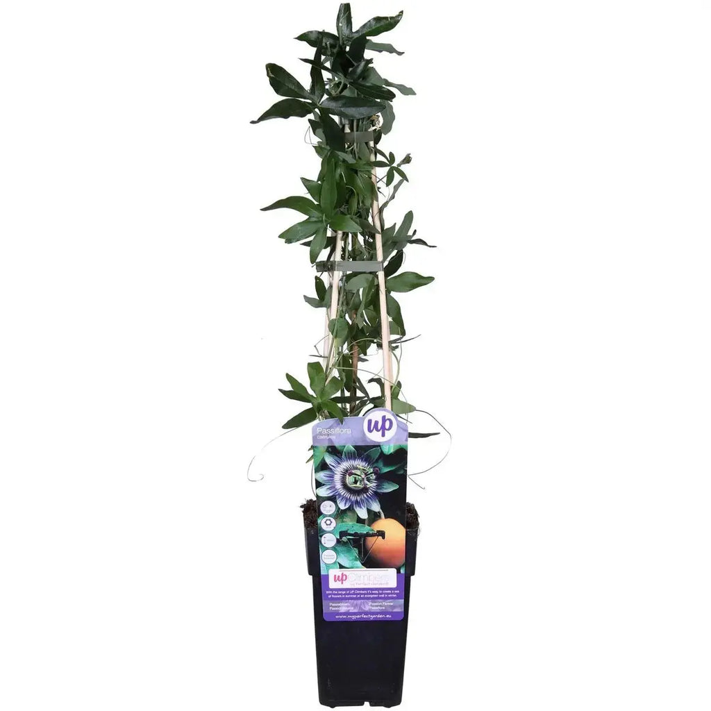 Passiflora Blau - ↨65 cm - Ø15 MEERgroothandel Planten