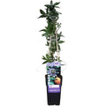 Passiflora Blau - ↨65 cm - Ø15 MEERgroothandel Planten