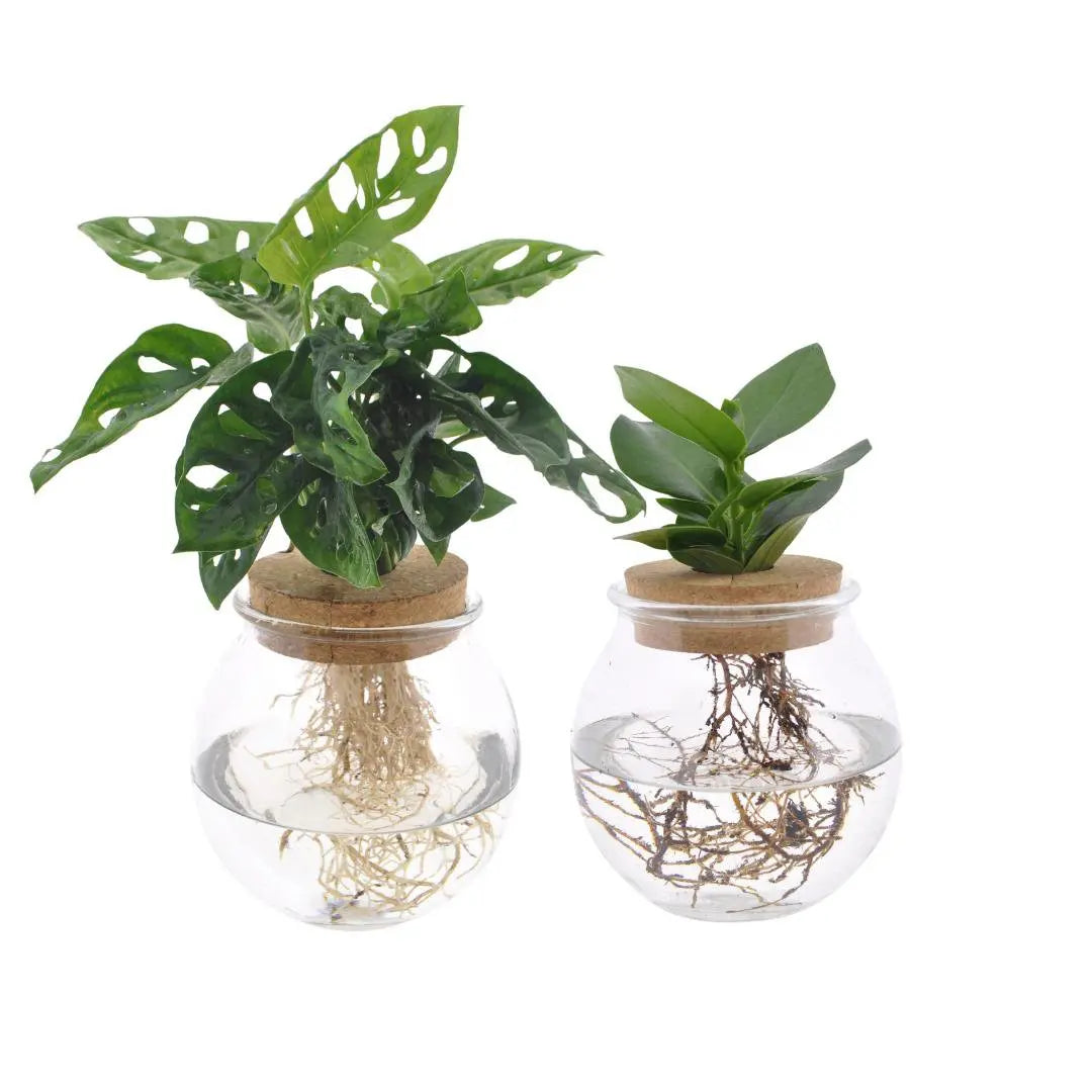 Bolglas Duo Monstera Adansonii/Clusia - 2 Stück - Ø12cm - ↕30 cm MEERgroothandel Planten