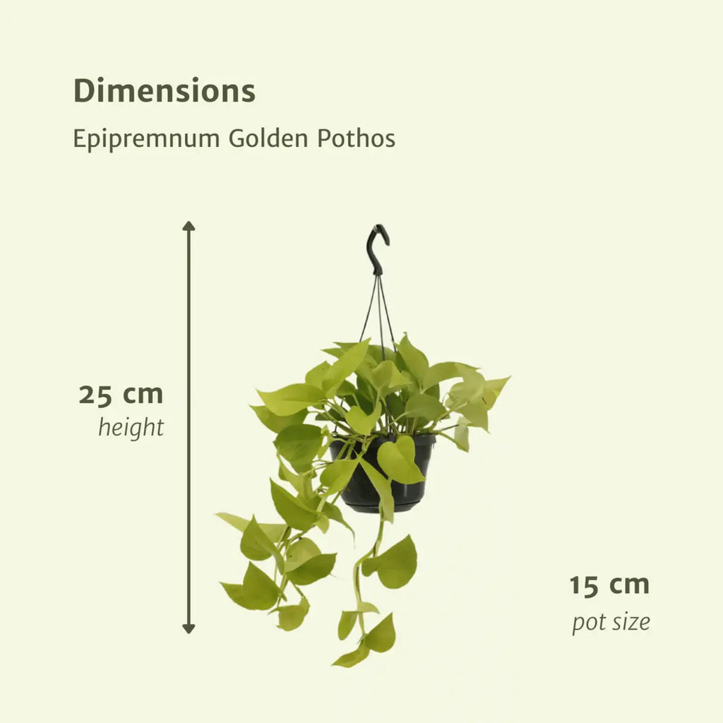 Epipremnum golden pothos (scindapsus) - 2 stuks - Ø15cm - ↕25cm MEERgroothandel Planten