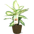 Dieffenbachia camilla - Ø17cm - ↕45cm + Selin Pflanztopf D18x16cm - Schwarz - Pille Gartenwelt