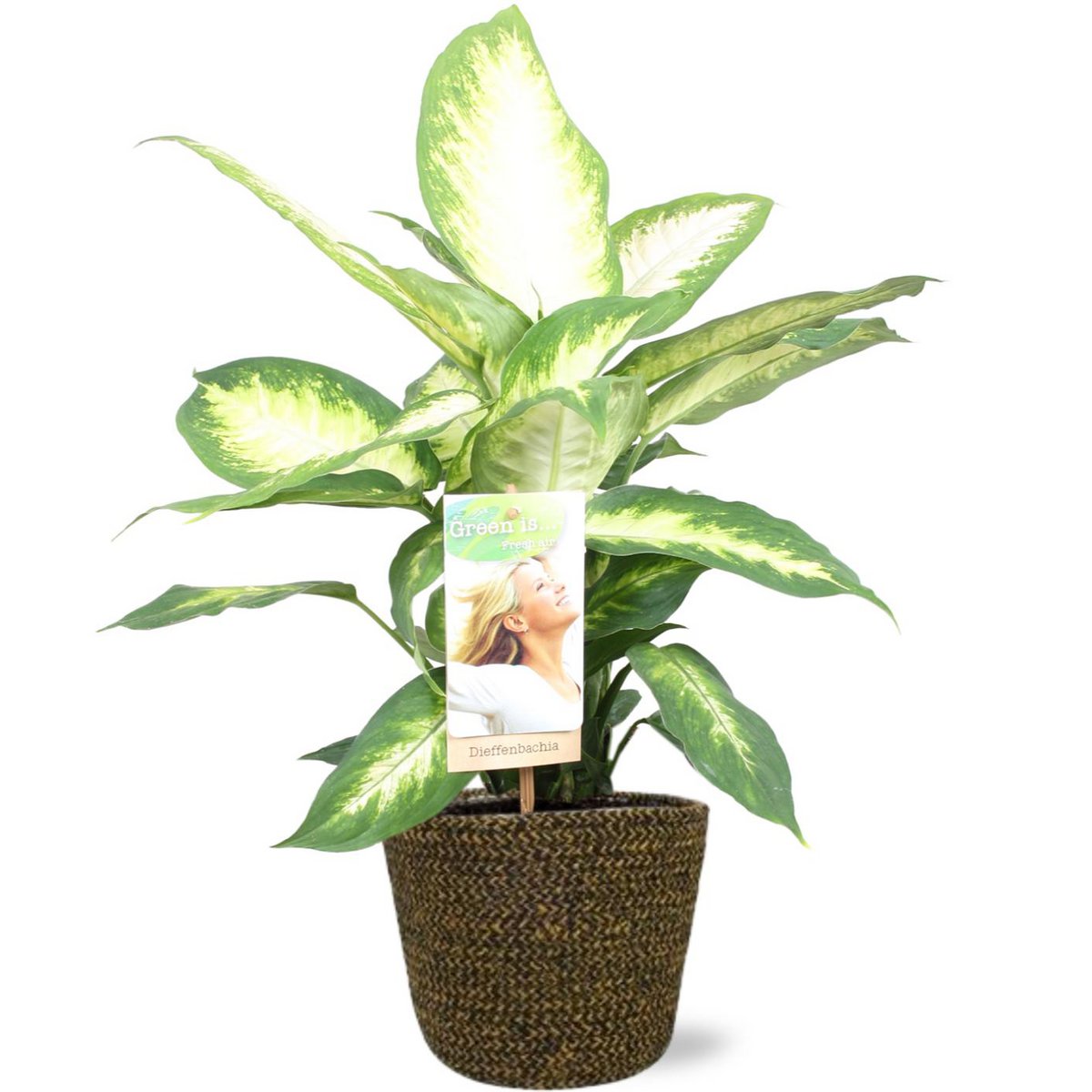 Dieffenbachia camilla - Ø17cm - ↕45cm + Selin Pflanztopf D18x16cm - Schwarz