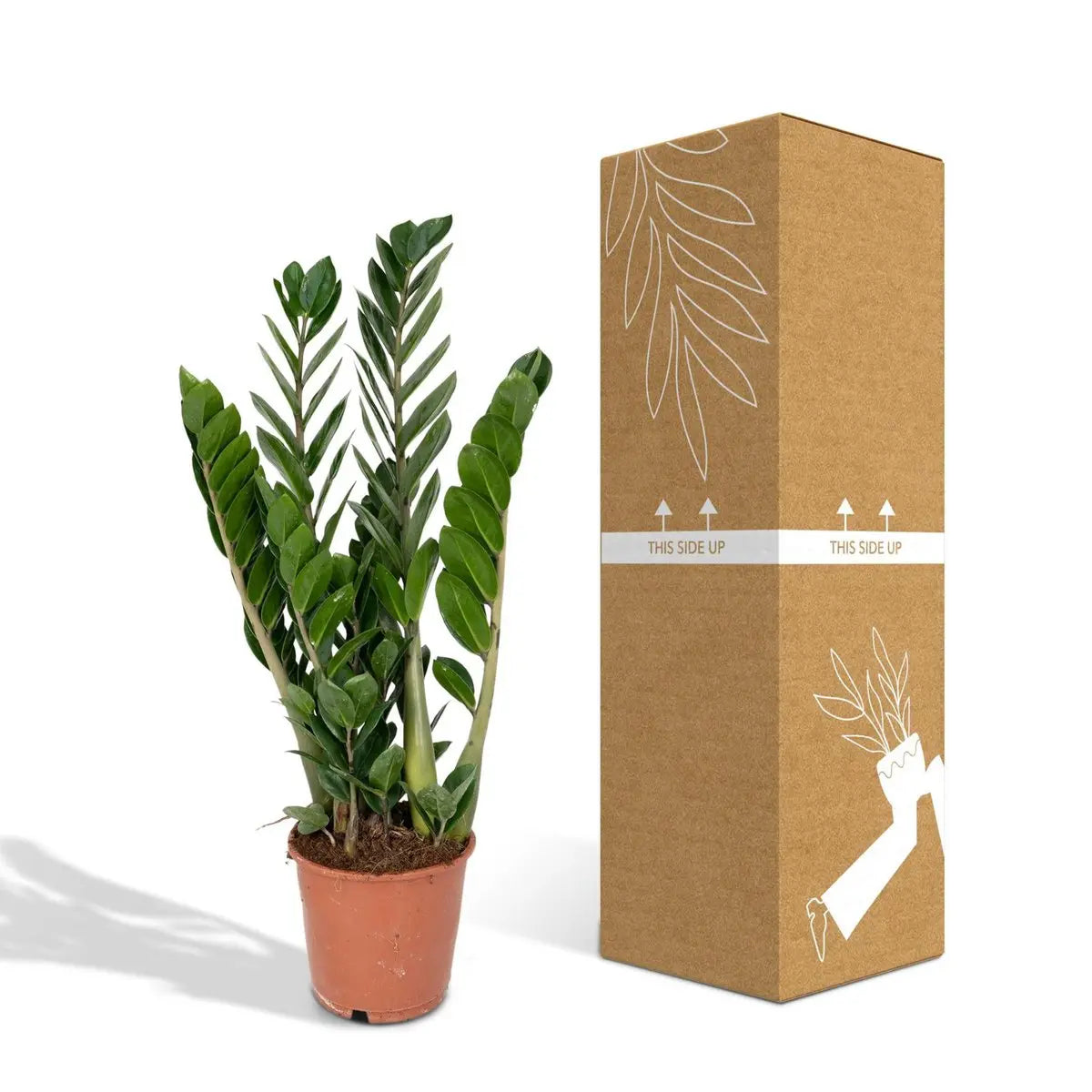 Zamioculcas Zamiifolia - Smaragdpalme - Ø14cm - ↕50cm MEERgroothandel Planten