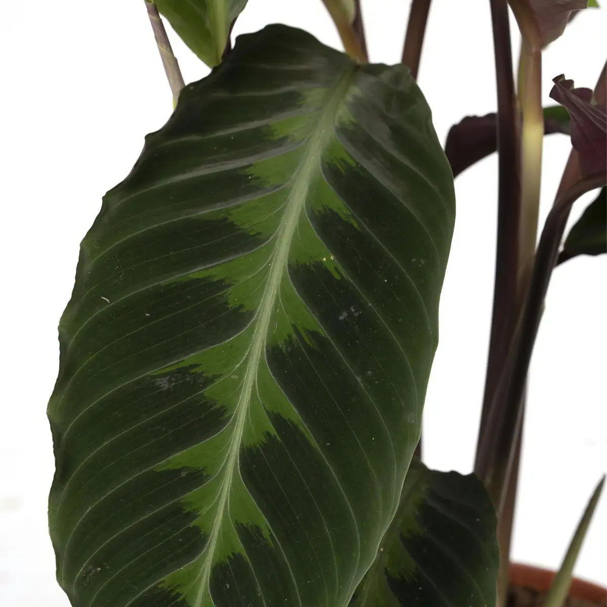 Calathea Warscewiczii - Pfauenpflanze - Ø19cm - ↕70cm MEERgroothandel Planten