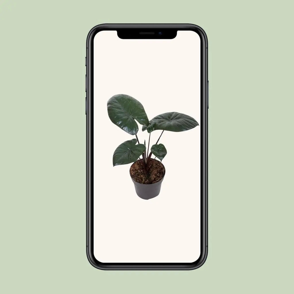 Alocasia Chocolate Green [P12-H27] | Exotisches Blattwerk