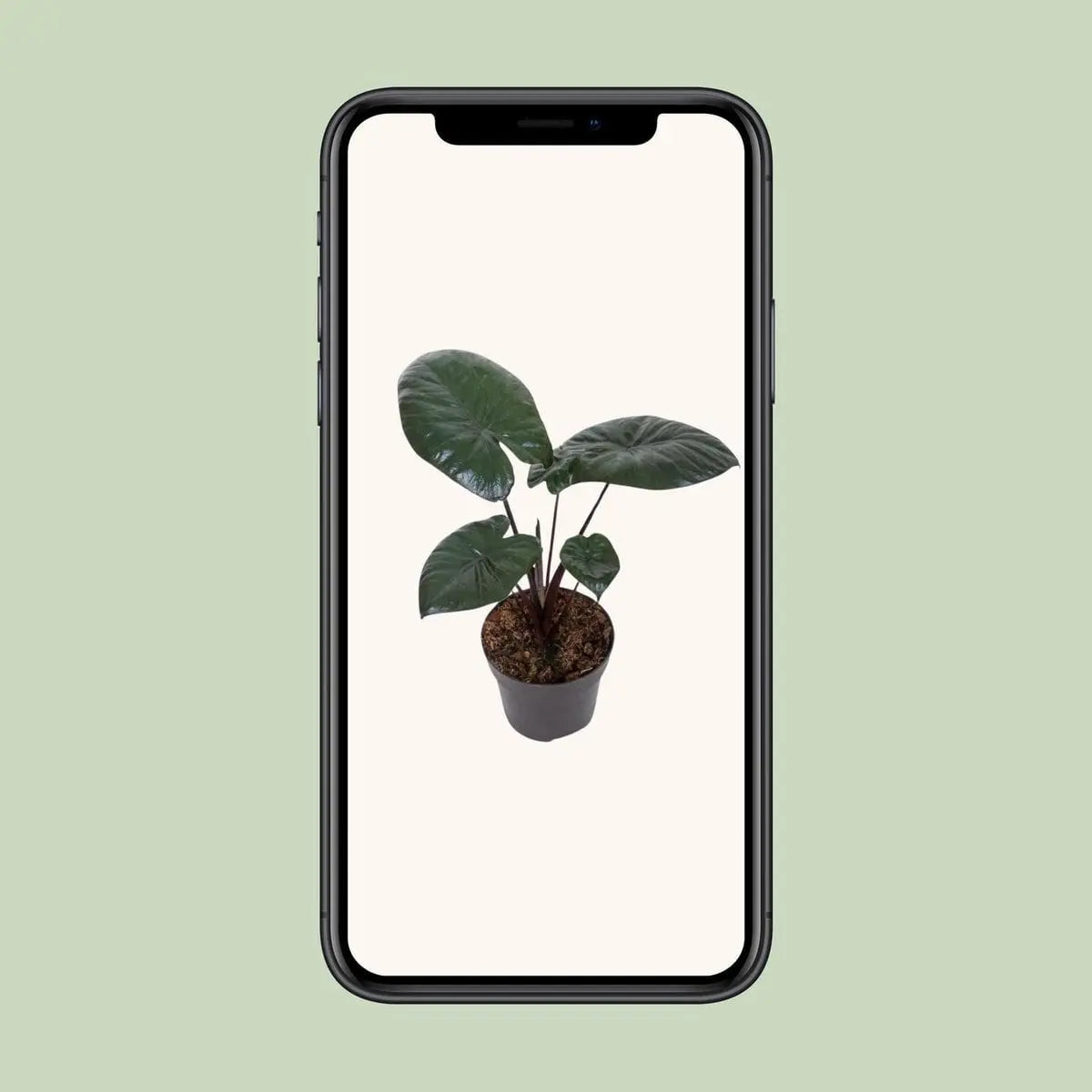 Alocasia Chocolate Green [P12-H27] | Exotisches Blattwerk