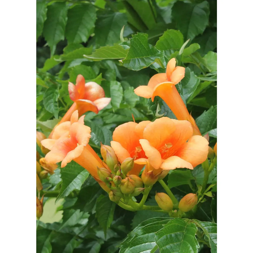 Orange Trompetenblüten der Campsis ‘Indian Summer’ – Detailaufnahme der Blüte