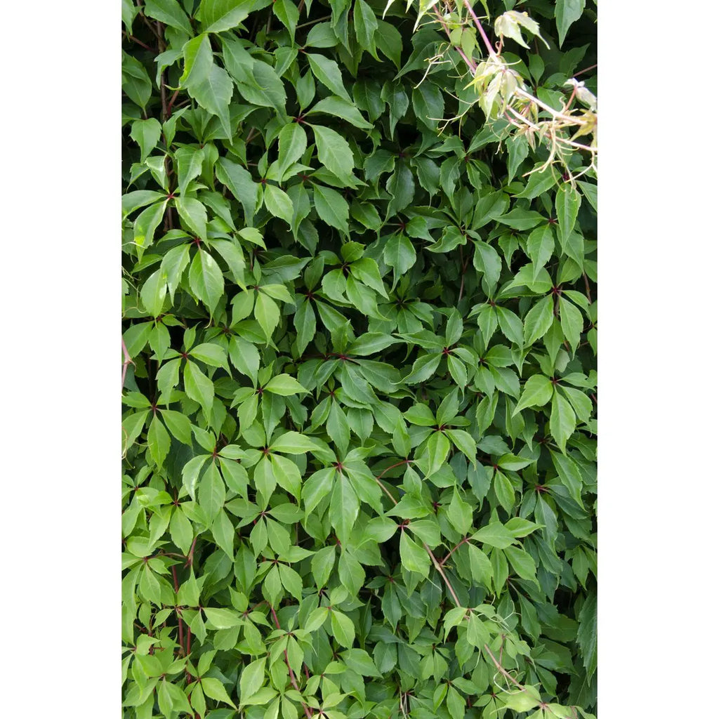 Wilder Wein Parthenocissus quinquefolia 'Engelmannii' – selbsthaftend, schnellwachsend, rote Herbstfärbung - Pille Gartenwelt