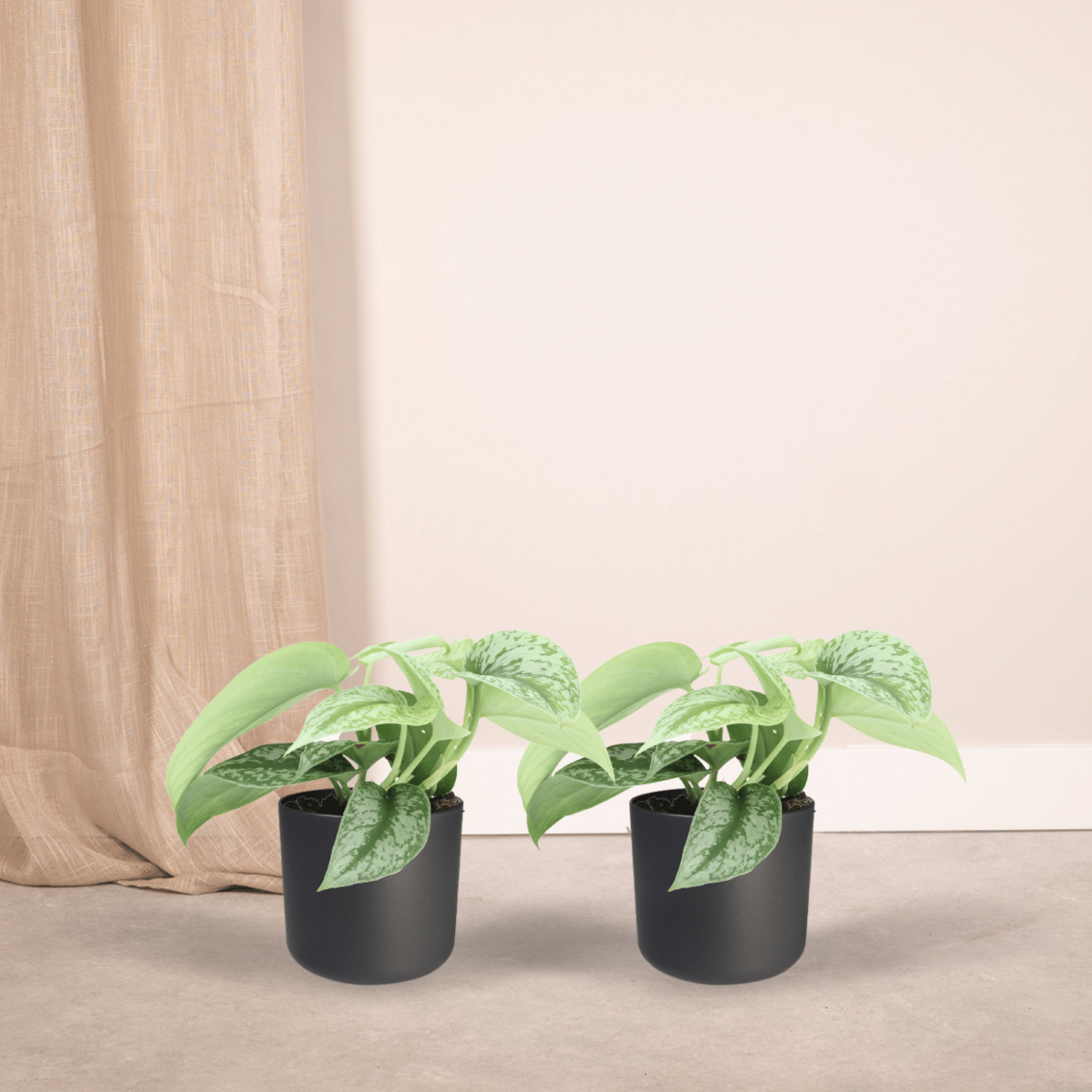 2 x Scindapsus Bild Trebie (Epipremnum) - Ø12CM - ↕15cm