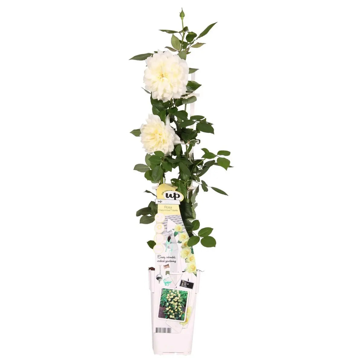 Rosa Crazy in Love 'Vanille' - Creme Kletter-Rose - Ø15cm - ↕65cm - Pille Gartenwelt
