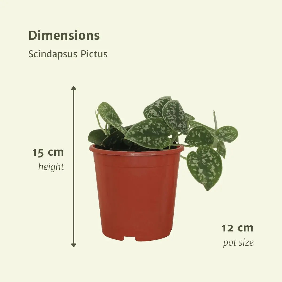 Scindapsus Pictus - 4 Stück - ø12cm - ↕15cm MEERgroothandel Planten