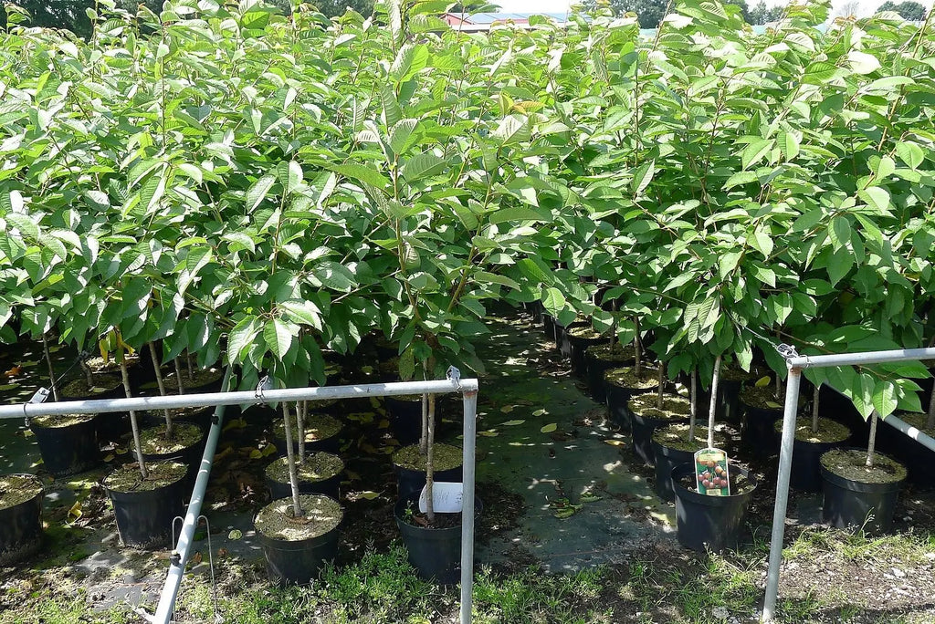 Süßkirsche „Lapins“ – selbstfruchtend, im Topf, Größe wählbar - Pille Gartenwelt
